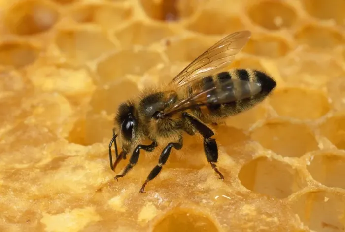 Framed Print : Honey Bee - tending to honeycomb - UK Framed Print : Honey Bee - tending to honeycomb - UK
