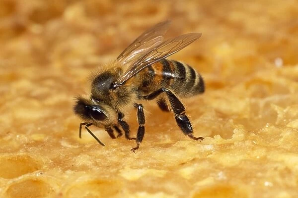 Honey Bee - tending to honeycomb - UK