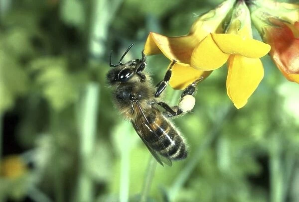 Honey Bee On Trefoil