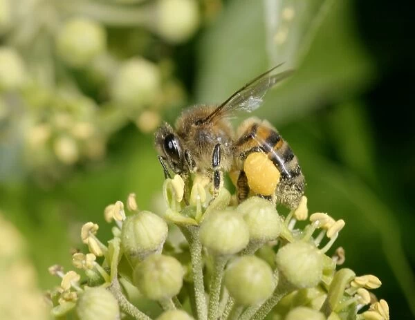 Honey Bee Worker Feeding on ivy showing pollen sack Bedfordshire UK