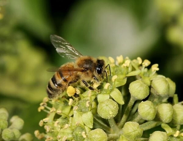 Honey Bee Worker Feeding on ivy showing pollen sack Bedfordshire UK