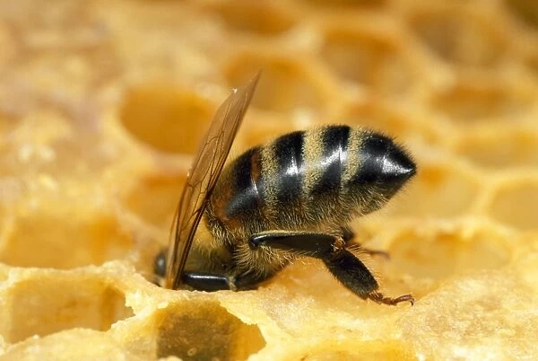 Honey Bee - worker with head in honeycomb - UK