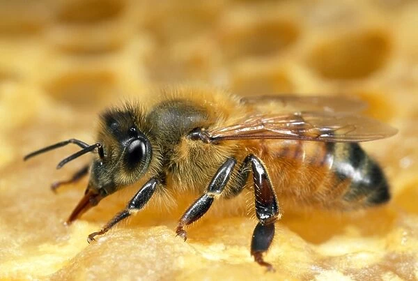 Honey Bee - worker tending to honeycomb - UK