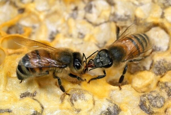 Honey Bee - workers licking each other - UK