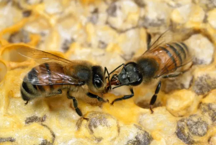 Framed Print : Honey Bee - workers licking each other - UK