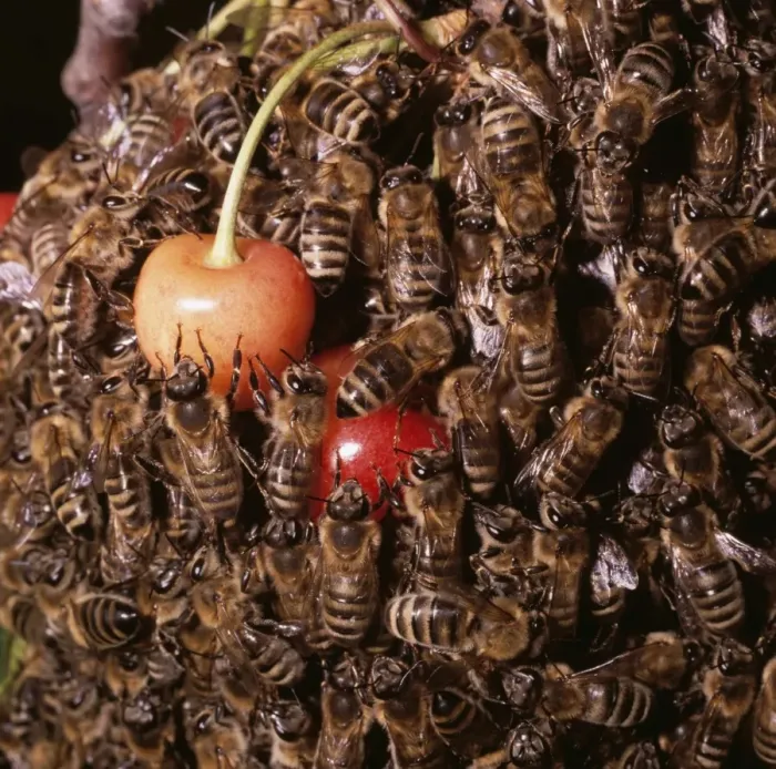 Framed Print : Honey Bee ZT 47 Swarm on cheeries Apis mellifera © Z. Tunka / ARDEA LONDON Framed Print : Honey Bee ZT 47 Swarm on cheeries Apis mellifera © Z. Tunka / ARDEA LONDON