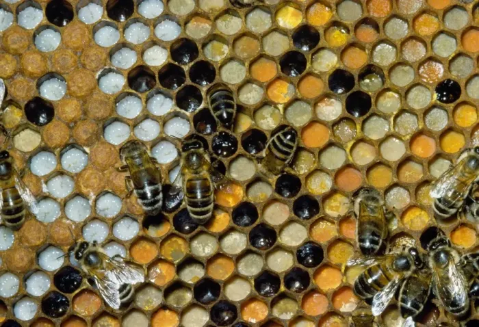 Framed Print : Honey Bees - on comb - showing brood cells & pollen store Framed Print : Honey Bees - on comb - showing brood cells & pollen store