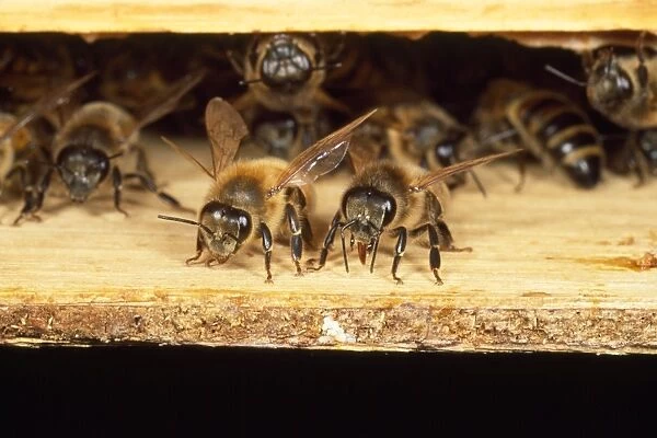 Honey Bees - guarding hive entrance - UK