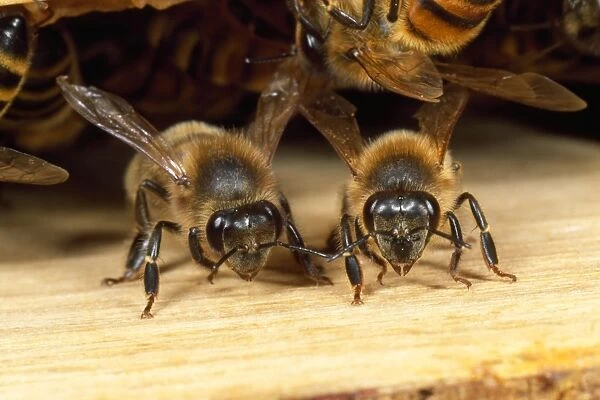 Honey Bees - guarding hive entrance - UK