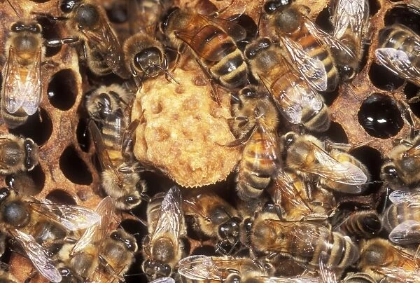 Honey Bees With Queen cell, UK
