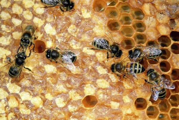 Honey Bees - tending honeycomb - UK
