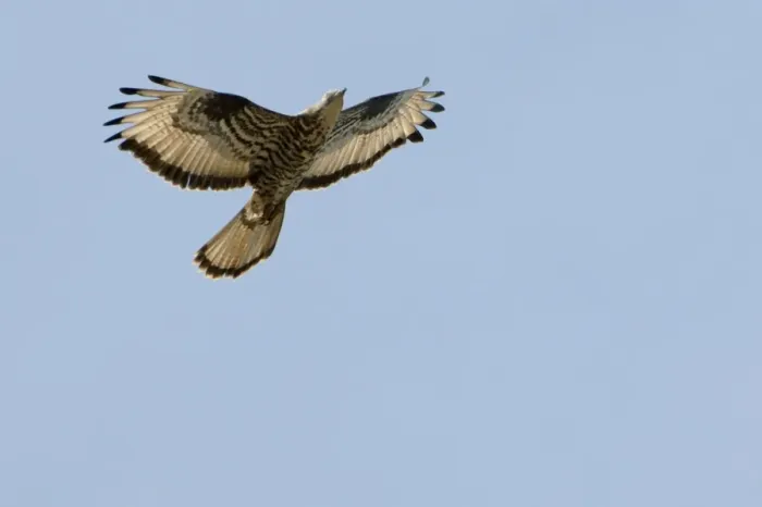 Framed Print : Honey Buzzard - on migration Southern Spain, September Framed Print : Honey Buzzard - on migration Southern Spain, September