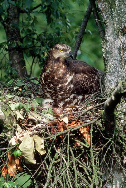 Honey Buzzard - at nest with young