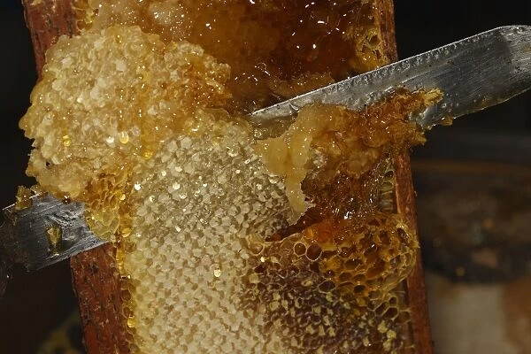 Honey - cutting comb with knife to release the honey