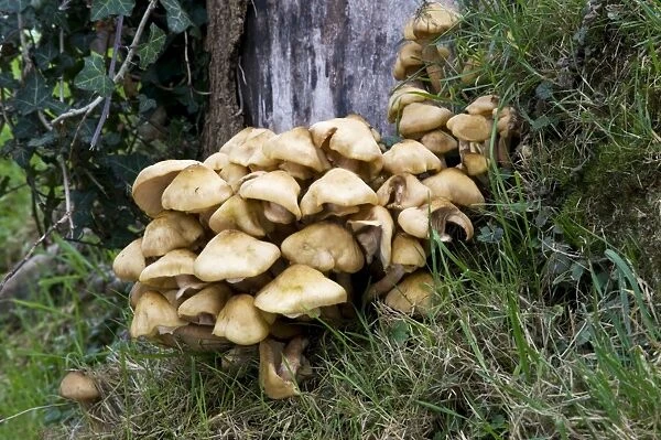 Honey Fungus attack Sycamore stump. Armillaria mellea (chunky form) One of the most dangerous parasites of trees, causing intensive white rot and eventual death. Very common and edible when cooked