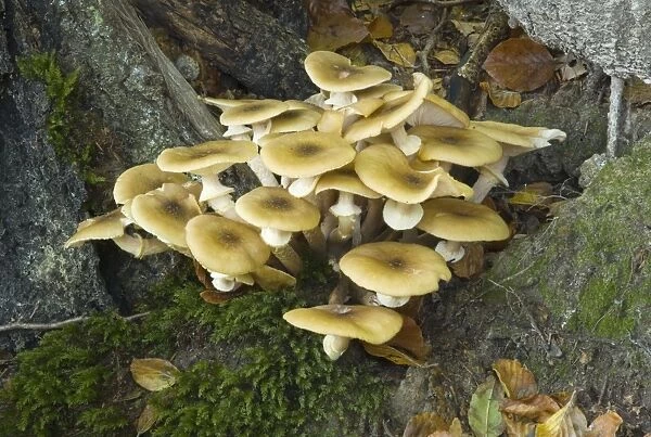 Honey Fungus  /  Boot-lace Fungus, found in dense clusters on or around trunks or stumps of deciduous trees. This is one of the most dangerous parasites of trees. causing intensive white rot. and ultimately death