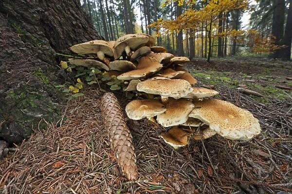 Honey Fungus - fruiting bodies on fir tree - (Picea