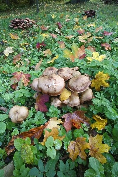 Honey Fungus - growing in park amongst autumn leaves - Germany