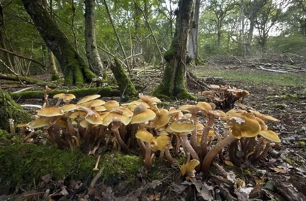 Honey fungus - in large abundant clumps in old broad-leaved woodland - Wiltshire - UK