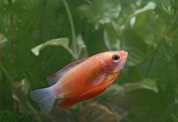 Honey Gourami red – side view by weeds – variant UK