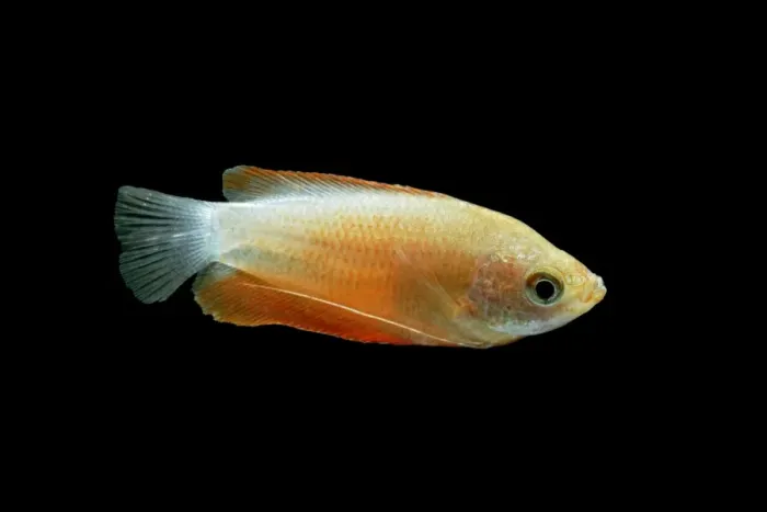 Framed Print : Honey gourami – side view black background tropical freshwater Asia Bedfordshire UK 002025 Framed Print : Honey gourami – side view black background tropical freshwater Asia Bedfordshire UK 002025
