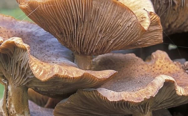 Honey mushroom - Detail hood - The netherlands, Overijssel, forest Staphorst