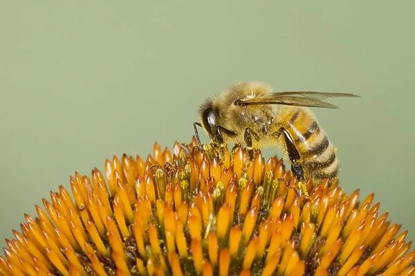 Honeybee - feeding on Echinacea Flower Apis mellifera Essex, UK IN000839