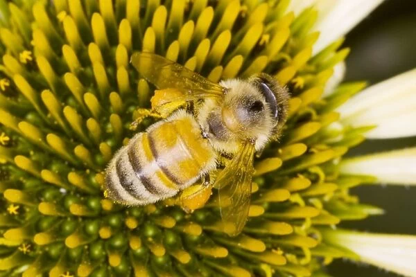 Honeybee - feeding on Echinacea Flower Apis mellifera Essex, UK IN000843