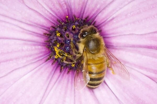 Honeybee - feeding on Osteospermum Flower Apis mellifera Essex, UK IN000831