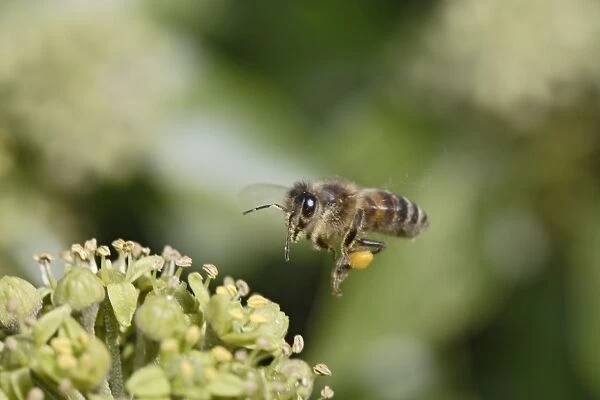 Honeybee - in flight - gathering pollen - Bedfordshire UK 008134