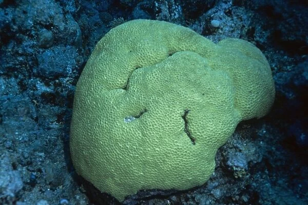 Honeycomb Coral - Coral Sea
