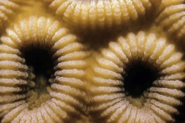 Honeycomb Coral - Indonesia