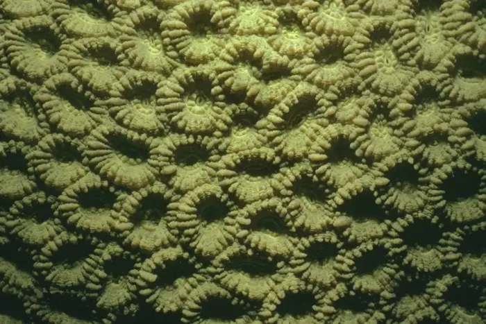 Framed Print : Honeycomb Coral - Polyps - Coral Sea Framed Print : Honeycomb Coral - Polyps - Coral Sea