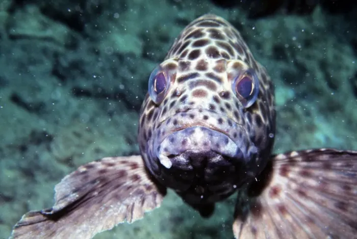 Framed Print : Honeycomb Grouper - Great Barrier Reef Framed Print : Honeycomb Grouper - Great Barrier Reef