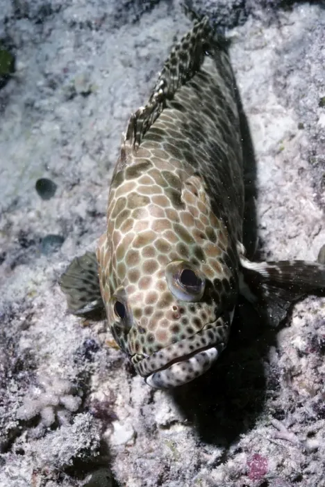 Framed Print : Honeycomb Grouper - Great Barrier Reef Framed Print : Honeycomb Grouper - Great Barrier Reef