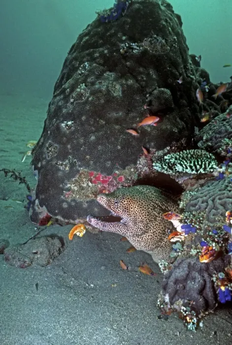 Framed Print : Honeycomb Moray Eel - can grow 2 meters in length. It can be dangerous if molested but generally they are not aggressive to humans. Banda Island, Indonesia