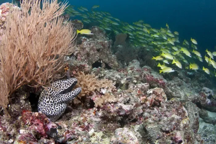 Framed Print : Honeycomb Moray Eel - with school of Bluelined Snapper (Lutjanus kasmira) - Maldives Framed Print : Honeycomb Moray Eel - with school of Bluelined Snapper (Lutjanus kasmira) - Maldives