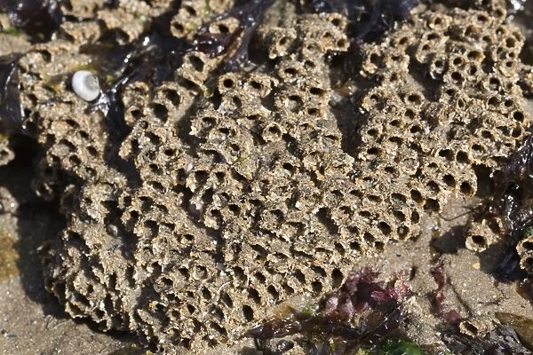 Honeycomb Worm Tubes - Low Tide Shore - UK