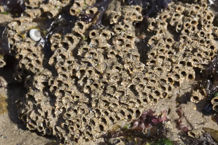 Framed Print : Honeycomb Worm Tubes - Low Tide Shore - UK Framed Print : Honeycomb Worm Tubes - Low Tide Shore - UK
