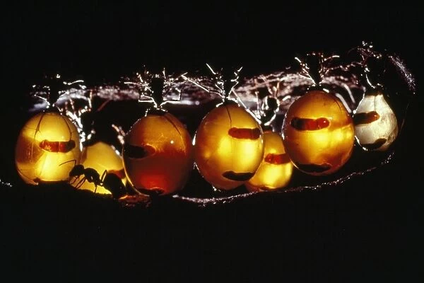 Honeypot Ants - in replete chamber