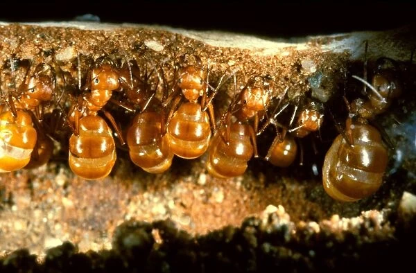 Honeypot or Furnace ants - repletes suspended in nest storing honey for the colony in lean times