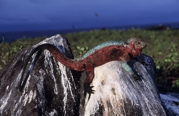 Hood Island Marine Iguana - on rock