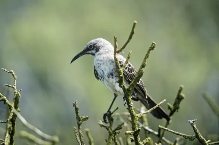 Framed Print : Hood Island Mockingbird Galapagos Island Framed Print : Hood Island Mockingbird Galapagos Island