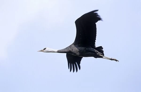 Hooded Crane - In flight - Arasaki swamps - Kagoshima Prefecture - Kyushu - Japan - eastern central Asia JPF39800