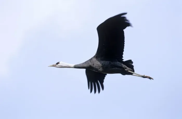 Framed Print : Hooded Crane - In flight - Arasaki swamps - Kagoshima Prefecture - Kyushu - Japan - eastern central Asia JPF39800 Framed Print : Hooded Crane - In flight - Arasaki swamps - Kagoshima Prefecture - Kyushu - Japan - eastern central Asia JPF39800