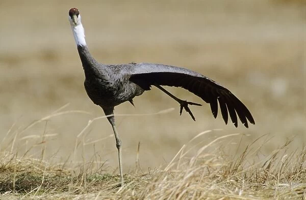 Hooded Crane - Stretching one leg and a wing - Arasaki swamps - Kagoshima Prefecture - Kyushu - Japan - eastern central Asia JPF39806