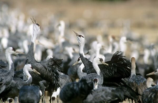 Hooded Crane - Wintering birds - Arasaki swamps - Kagoshima Prefecture - Kyushu - Japan - eastern central Asia JPF39782