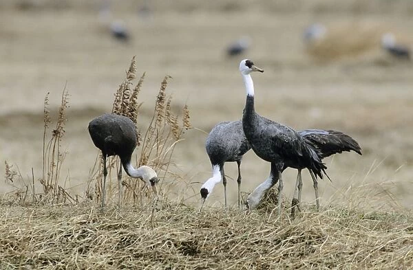 Hooded Crane - Wintering birds feeding - Arasaki swamps - Kagoshima Prefecture - Kyushu - Japan - eastern central Asia JPF39785