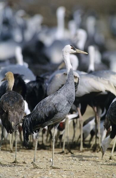 Hooded Crane - Wintering birds feeding - Arasaki swamps - Kagoshima Prefecture - Kyushu - Japan - eastern central Asia JPF39784