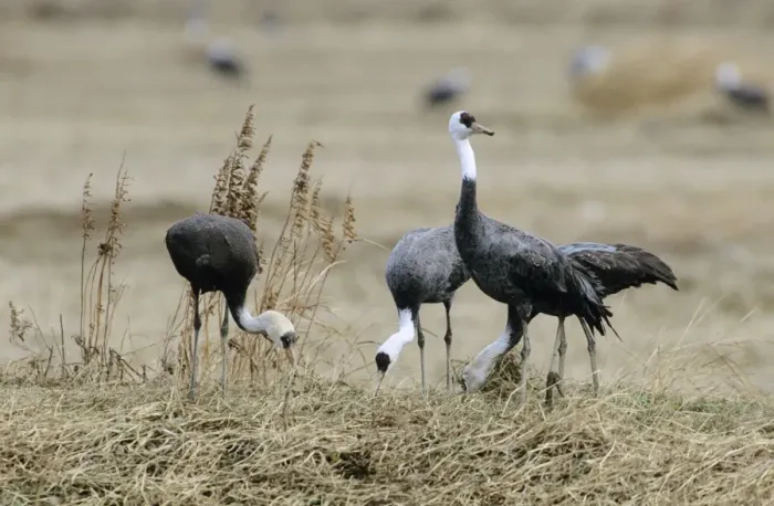 Framed Print : Hooded Crane - Wintering birds feeding - Arasaki swamps - Kagoshima Prefecture - Kyushu - Japan - eastern central Asia JPF39785 Framed Print : Hooded Crane - Wintering birds feeding - Arasaki swamps - Kagoshima Prefecture - Kyushu - Japan - eastern central Asia JPF39785